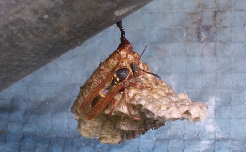 ファイル 300-1.jpg