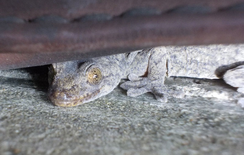 ファイル 302-1.jpg