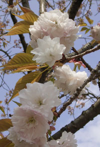 �d�}�_�Ћ����̉��}�U�N��