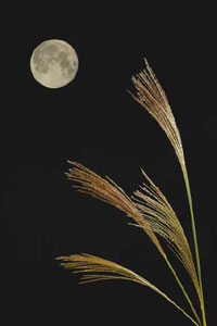 ���ƃX�X�L